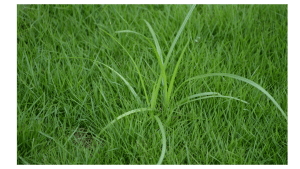 Nutsedge in green lawn